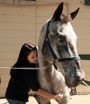 equine massage